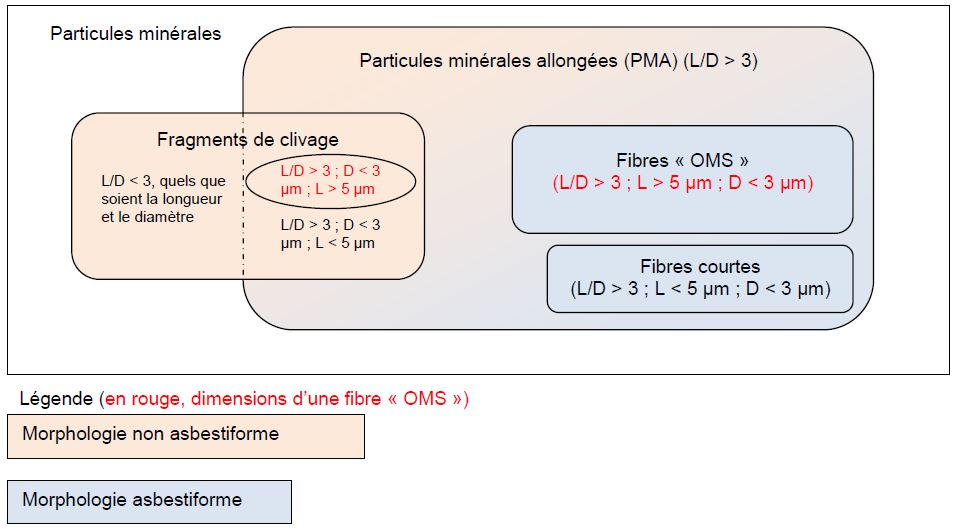 PMA - PMAi - Morphologie