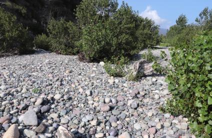 Alluvions polygéniques du fleuve Golo, en amont de Ponte Novo (Haute-Corse)