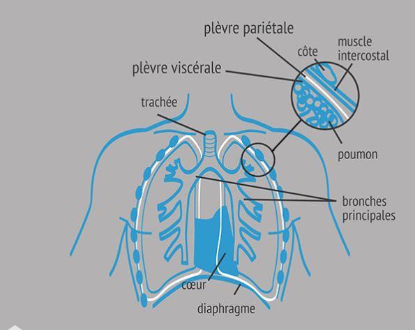 Vue générale de l'appareil respiratoire de l'homme (poumons/plèvre)